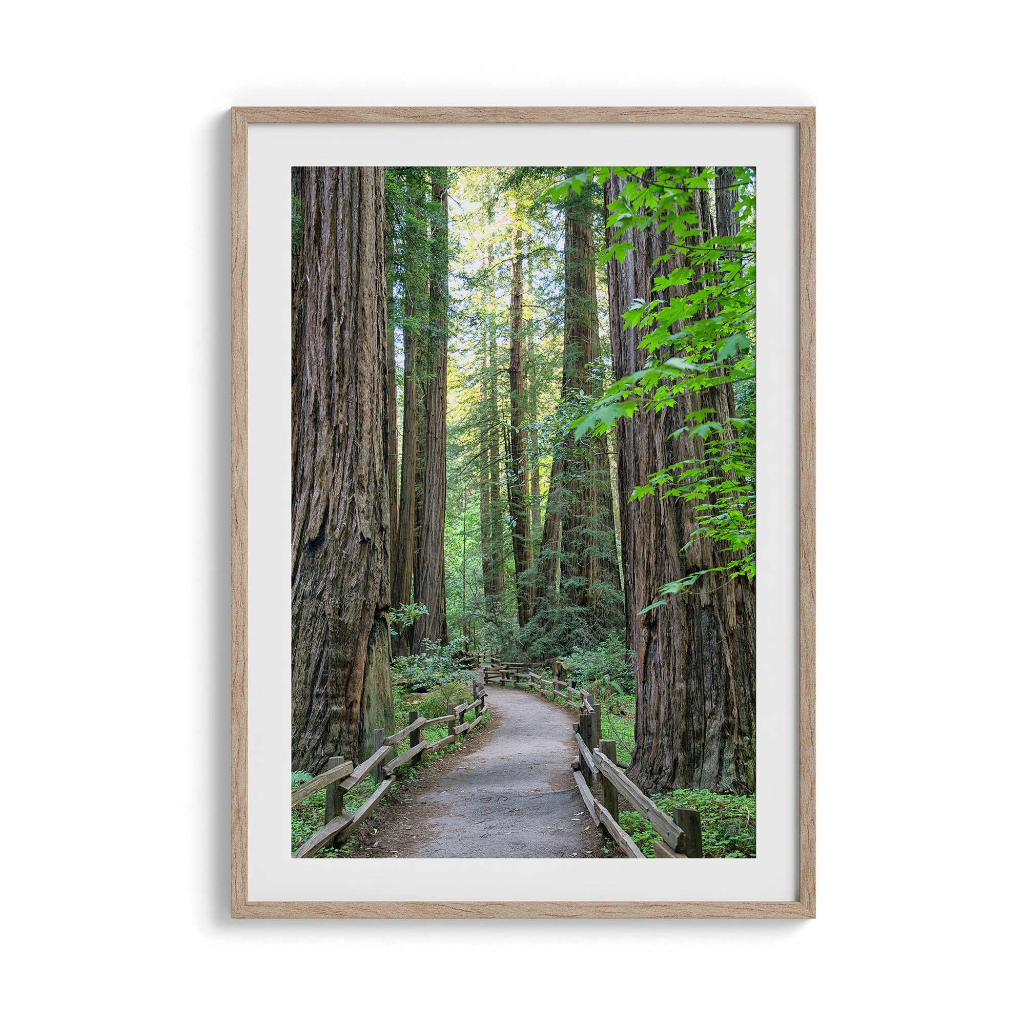 California Redwood Forest Wall Art Set of 3 Fine Art Etsy