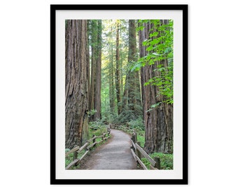 California Redwood Trees Forest Nature Fine Art Photography Print -  Large Framed or Unframed Forest Photography Wall Art for Home Decor