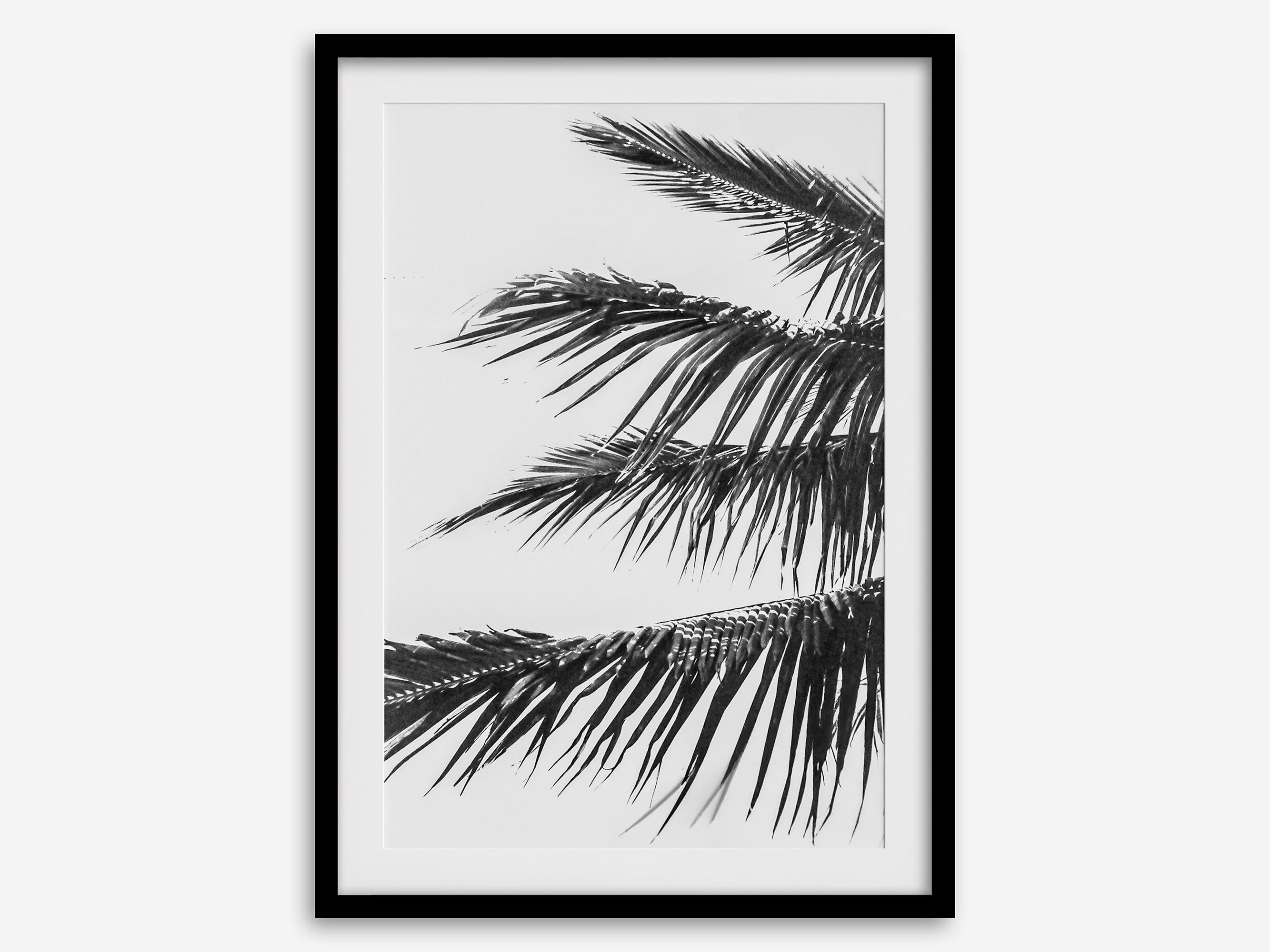 Palm Leaf Fine Art Photography Print - Black and White Tropical Wall ...