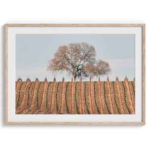 Wine Country Fine Art Photography Print - Large Tree Wall Art,  Framed or Unframed California Landscape Photo Poster Home Decor