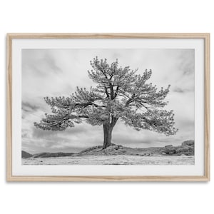 Old Large Tree Fine Art Photography Print - Californa Black and White Nature Wall Art, Framed or Unframed Yosemite Poster for Home Decor