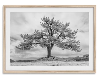 Old Large Tree Fine Art Photography Print - Californa Black and White Nature Wall Art, Framed or Unframed Yosemite Poster for Home Decor