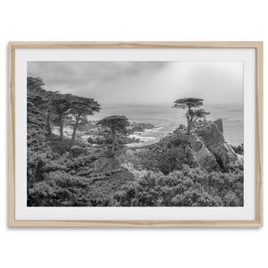 Lone Cypress Tree Fine Art Print: Black and White Coastal Photography