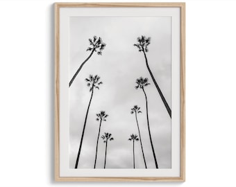Puede incluir: Fotografía en blanco y negro de palmeras contra un cielo nublado. Los árboles están silueteados contra el cielo, y sus troncos son visibles.