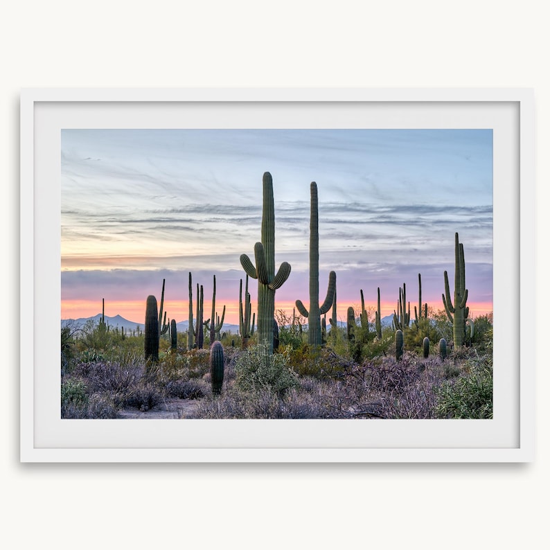 Saguaro Sunset Fine Art Photography Print - Southwest Desert Wall Art ...