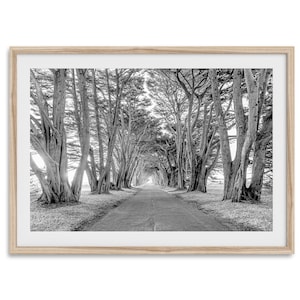 Cypress Tree Tunnel Fine Art Fotografie Druck - gerahmt oder ungerahmt kalifornischer Schwarzweiß-Küstenwald Wandkunst für Wohnkultur
