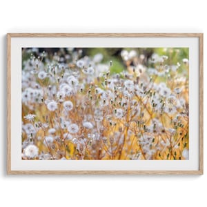 White Flowers in Sunset Fine Art Photography Print - Flowers Landscape Photo, Framed or Unframed Wall Art Floral Picture for Home Decor