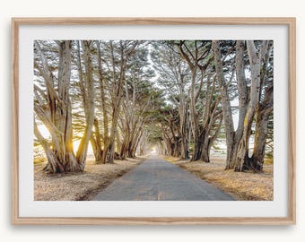 May include: A framed print of a tree-lined road. Tall trees with light-colored bark and green foliage form a canopy over the asphalt road. The sun shines through the trees, creating a bright, natural scene.