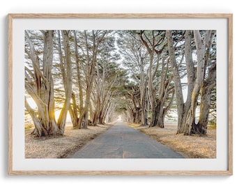 Cypress Tree Tunnel Fine Art Photography Print: Coastal Forest Wall Art, Large Framed or Unframed California Nature Poster for Home Decor