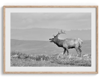 Fine Art Costal Elk Print - Animal Wall Art, Framed Deer Photography Print, Black and White Point Reyes Nature Art Print for Home Decor