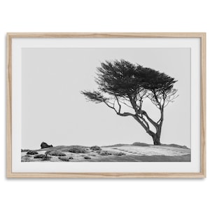 Coastal Cypress Tree Print: Black and White California Beach Photography