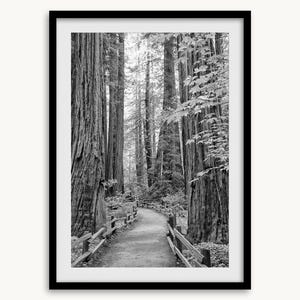 Redwood Forest Black and White Fine Art Photography Print -  Large Framed or Unframed California Forest Photography Wall Art for Home Decor