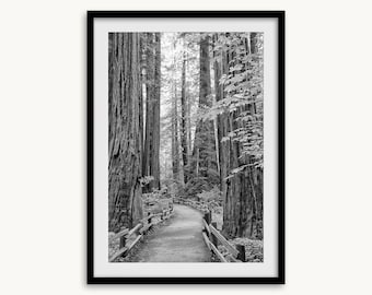 May include: Black and white framed print of a forest scene. A winding path with a wooden fence leads through a grove of tall redwood trees. The image is a vertical composition, with the trees and path creating a sense of depth.