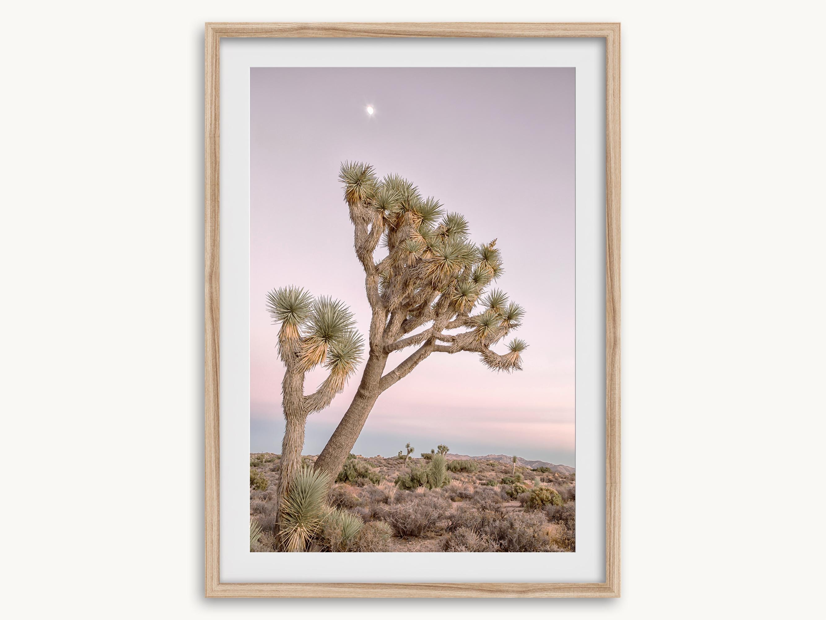 Joshua Tree Pink Sunset Fine Art Photography Print - Extra Large Framed ...