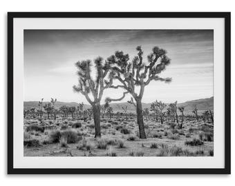 Impresión fotográfica en blanco y negro de árboles de Josué: dos árboles de Josué al atardecer, arte mural enmarcado del desierto para decoración del hogar o la oficina.