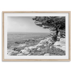 California Ocean Tree Fine Art Photography Print - A Coastal Tree Near Monterey Print, Black and White Beach Wall Art Poster for Home Decor
