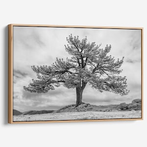 Yosemite Tree Canvas Art: Black and White Landscape Photography