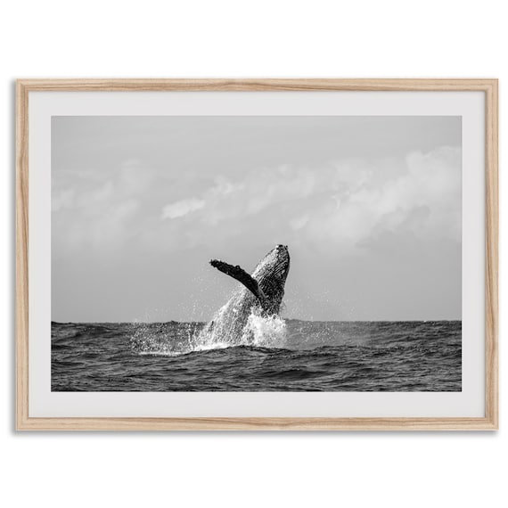 Humpback Whale 額入りポスター Humpback Whale 額入りポスター Amazon