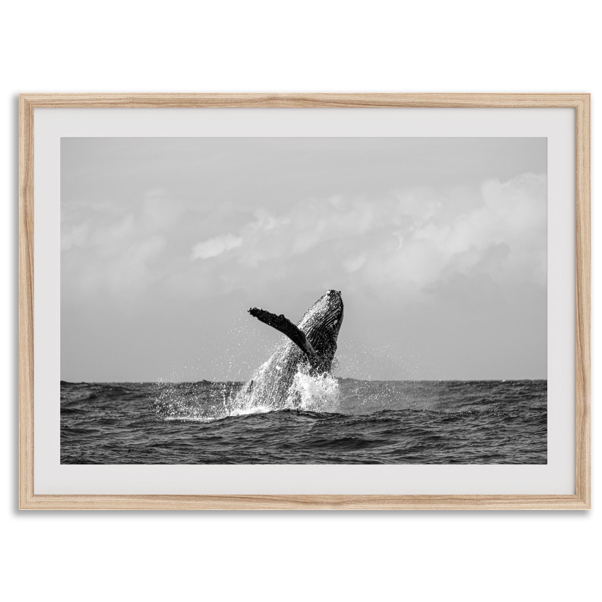 Humpback Whale Fine Art Photography Print - Black and White Ocean
