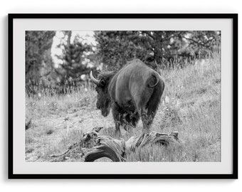 Amerikanischer Bison Schwarz-Weiß-Kunstdruck - Western Wildtiere eingerahmt Natur Wandkunst, Büffel Fine Art Fotografie für Zuhause Büro Dekor