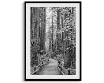 Redwood Forest Schwarz-Weiß-Kunstfotografie-Druck – große gerahmte oder ungerahmte Fotografie-Wandkunst des kalifornischen Waldes für die Inneneinrichtung