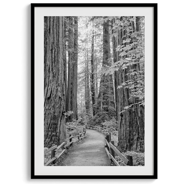 Redwood Forest Black and White Fine Art Photography Print -  Large Framed or Unframed California Forest Photography Wall Art for Home Decor