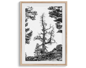 Black and White Tree Print, Neutral Forest Wall Art, Scandinavian Black and White Nature Photography