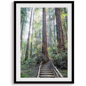 Redwood Forest Trail Fine Art Print -  Large Framed or Unframed California Forest Fine Art Photography. Northwest Redwood Trees Home Decor