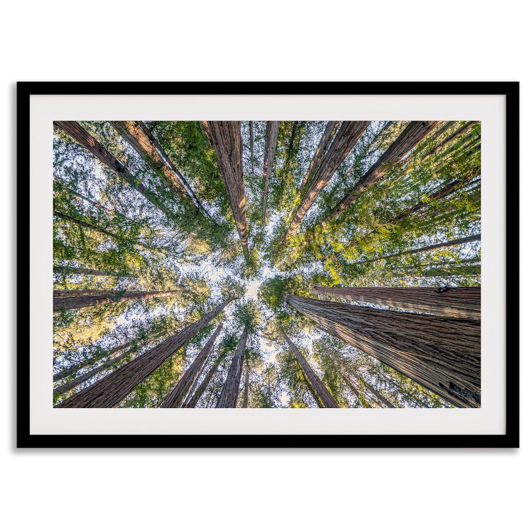 Redwood Forest Canopy Fine Art Photography Print - Treetop Wall Art ...