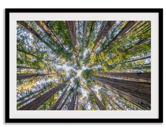 Impresión de la copa del bosque de secuoyas: Fotografía artística de alta calidad en las copas de los árboles