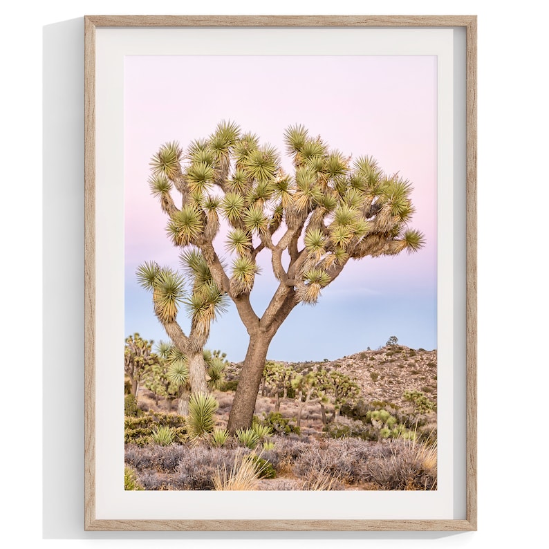 A wall art set of 3 framed or unframed Joshua Tree National Park prints.  This desert wall art showcases a stunning Joshua Tree and the desert terrain and plants in a breathtaking Pink sunset filled with Pink and Purple hues. Modern gallery wall set