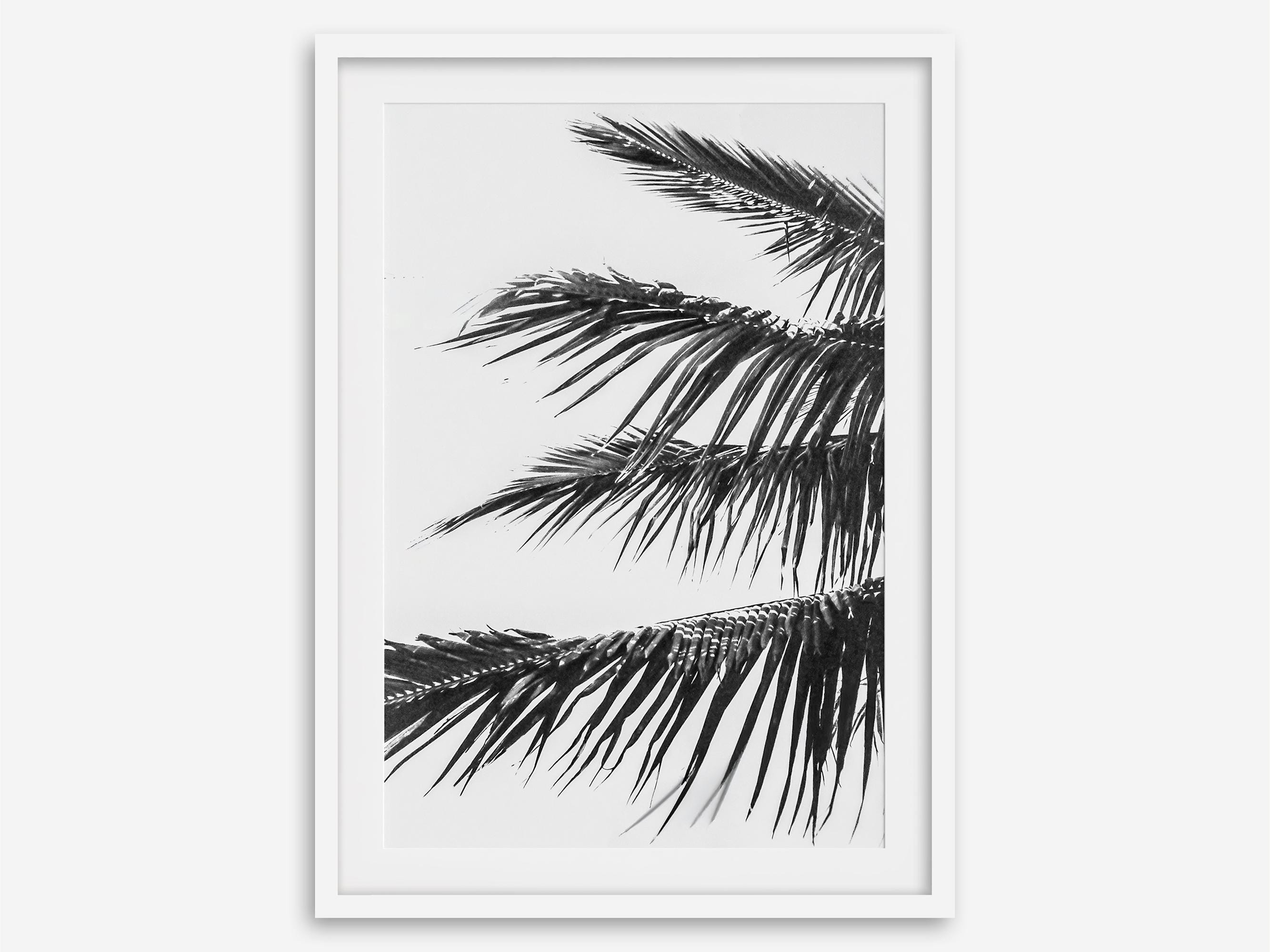 Palm Leaf Fine Art Photography Print - Black and White Tropical Wall ...
