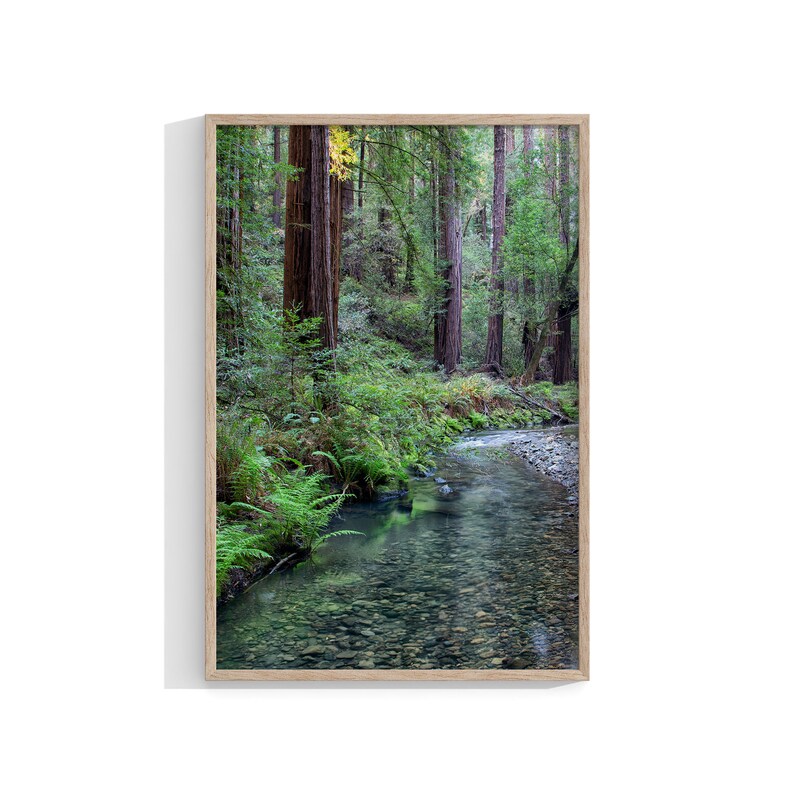 California Redwood Forest Wall Art Set Fine Art Photography Etsy