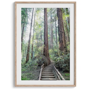 Redwood Forest Trail Fine Art Print -  Large Framed or Unframed California Forest Fine Art Photography. Northwest Redwood Trees Home Decor