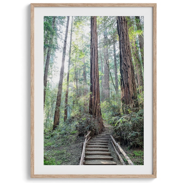 Redwood Forest Trail Fine Art Print - Grote ingelijste of ingelijste California Forest Fine Art Photography. Noordwest Redwood bomen Home Decor