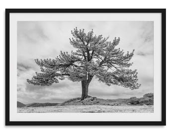 Old Large Tree Fine Art Photography Print - Californa Black and White Nature Wall Art, Framed or Unframed Yosemite Poster for Home Decor