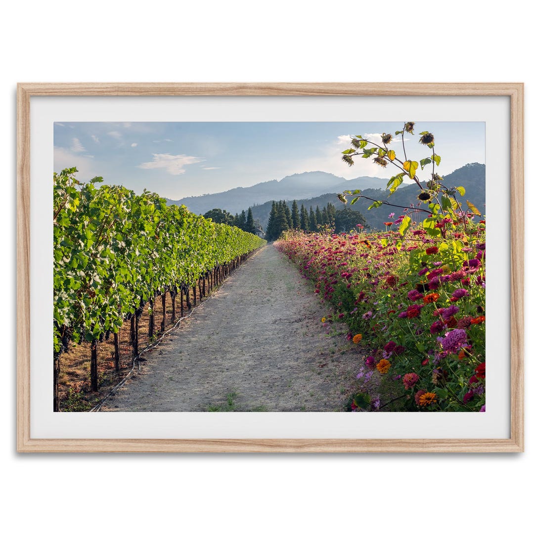 Napa Vineyard Fine Art Photography Print - Napa Valley Aall Art, Large ...