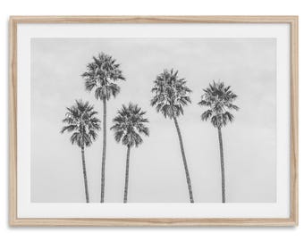 Puede incluir: Fotografía en blanco y negro de cinco palmeras contra un cielo nublado. Los árboles, con sus altos troncos y copas frondosas, están centrados. La imagen está enmarcada en un marco de madera clara.