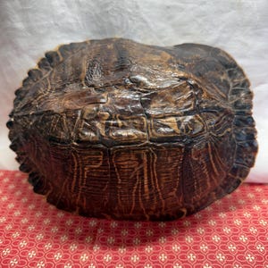 May include: A dark brown turtle shell with a textured, segmented surface featuring natural ridges and a scalloped edge. The shell displays a glossy finish with deep brown and black mottled patterns across its curved, oval-shaped structure.