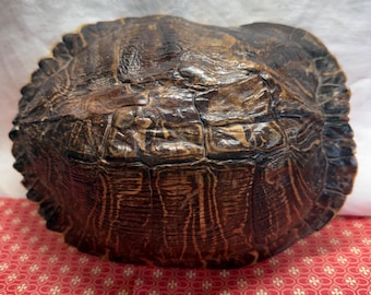 Real Pond Turtle Shell