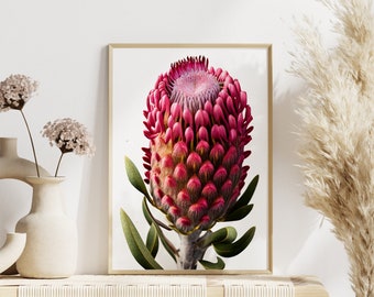 Banksia Wildflower Print: Pink Floral Wall Decor (Digital Download)