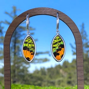 Sunset Moth Butterfly Wing Earrings – Oval Pendant on Sterling Leverbacks – Real Iridescent Green Orange Earrings, Statement Nature Jewelry