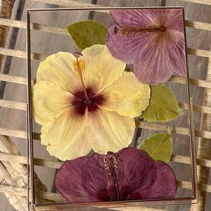 Puede incluir: Una obra de arte enmarcada rectangular con flores de hibisco prensadas. El arreglo incluye una gran flor amarilla con un centro rojo oscuro, una flor púrpura y una flor rojo oscuro. Las hojas verdes están intercaladas en la composición.