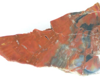 Polished Rainbow Petrified Wood Specimen From Navajo County, Arizona