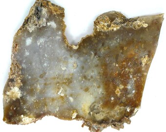 Polished Savannah River Agate Slab From Burke County, Georgia