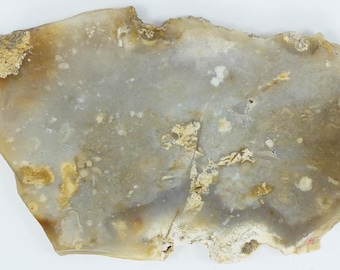 Polished Savannah River Agate From Burke County, Georgia