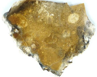 Polished Savannah River Agate Slab From Burke County, Georgia