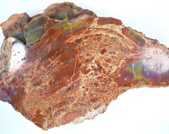 Polished Rainbow Petrified Wood Specimen From Navajo County, Arizona
