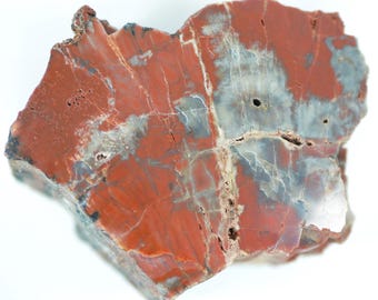 Polished Rainbow Petrified Wood Specimen From Navajo County, Arizona