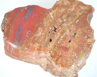 Polished Rainbow Petrified Wood Specimen From Navajo County, Arizona